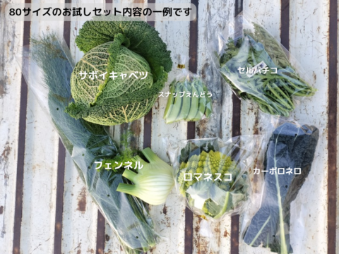 渥美半島産＊イタリア野菜セット/５品種以上