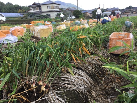 【付録：生姜レシピ】(業務用)柔らかい！松本農園の島原百年生姜®〈新生姜〉（4kg）