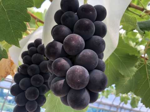 糖度抜群！種なし　あづましずく　房売り約800g　『クール便』