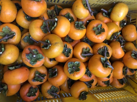 子供にも安心おやつ自然栽培八珍柿の厚切りスライス干し柿