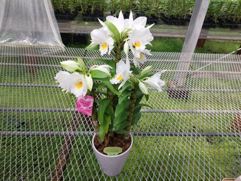 【母の日ギフト】 かわいい贈り物♡ 夏の蘭“フォーミディブル”3本立