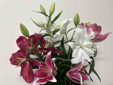 【食べチョク初登場】無花粉オリエンタルユリ5本リバーシリーズmix※10/1~10/7着までの期間限定商品です。数量限定商品