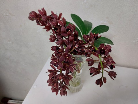 〝Cym.フォアゴットンフルーツ〟切り花 ～ちょっぴり珍しい下垂系シンビジウム～