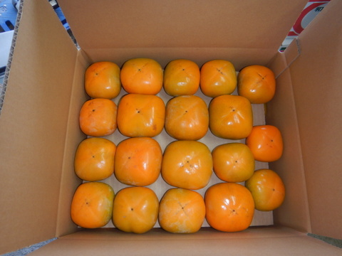 ◉お得意様限定 ！◉　みんなで秋をかじろう！和歌山秋の味覚　たねなし柿　家庭用　お得な大容量 大箱(100サイズ)30～40個入　※10月1日から順次発送です。