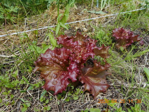 スナップエンドウ：自然農栽培で育てた奈良の野菜