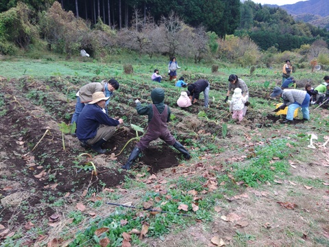 ねっとりとした！上野原の自然あふれる里山育ちの里芋1.8Kg