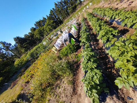 【お買い得☆旬の野菜セット（10品〜13品目）☆７月☆８月】新鮮お野菜🌿🫛🧅農薬、除草剤、化学肥料等、一切不使用☆ゆうパック🏣80サイズにたっぷりお入れいたします☆