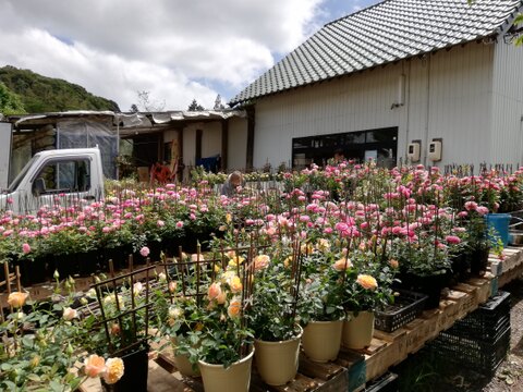 ビタミンカラーのオレンジバラ5号鉢　農家直送