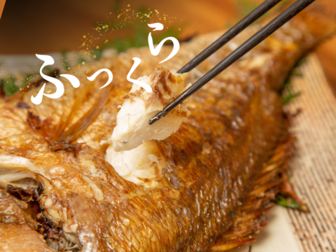 【敬老の日ギフト】「届け鯛！」感謝と長寿の願いを込めて！ふっくらジューシーな＜塩焼き＞ブランド真鯛「あなたに逢い鯛。」