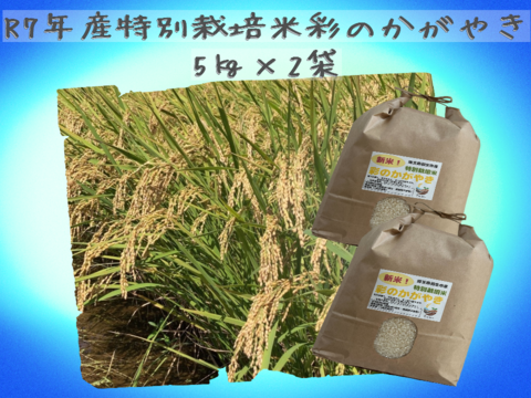 【特別栽培米】Pino farm「清らかな輝き米」～R7年産　彩のかがやき　10㎏～