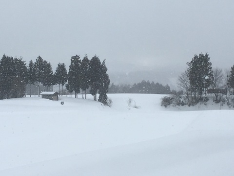 えっ？亀ノ尾？天然水で育てた「亀ノ尾」棚田米　5ｋｇ　令和4年度産米