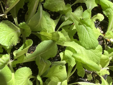 富士山麓の湧水育ち、おまかせ野菜セット