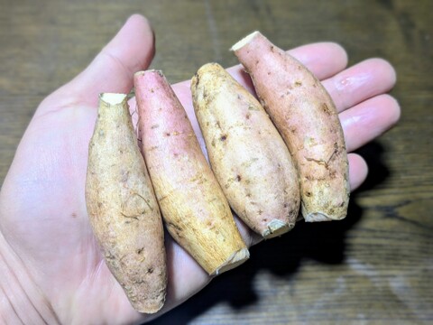 ★希少価値★【宮崎県産🍠さつまいも🍠】『霧島むつき』ミニサイズ3kg身体に優しく、ひと口サイズ美味しいさつま芋🍠