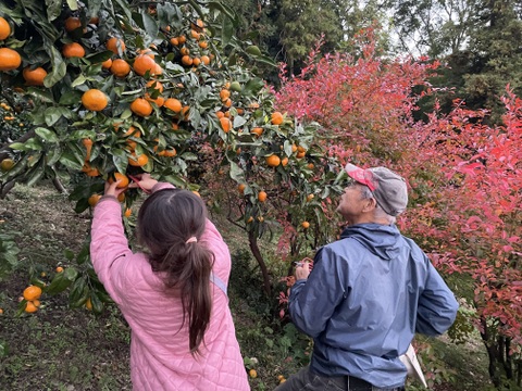 😊果汁たっぷり❗️甘味と程よい酸味の木成り完熟藤中みかんサイズL～S５㎏