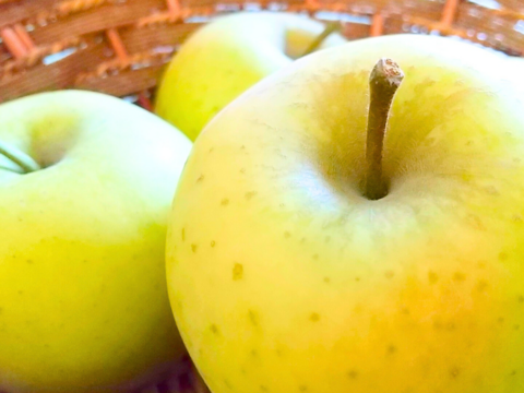 シナノゴールド６玉 ギフトボックス【2025先行予約】【信州長野県産】※10月下旬より発送開始