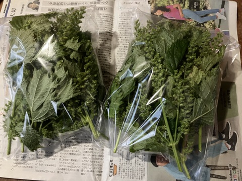 【2026年度予約】自然栽培穂じそ（シソの実）200g