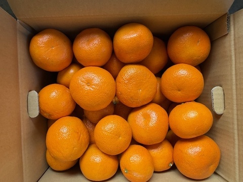 いよかんマーマレード２００ｇｘ１Ｐ