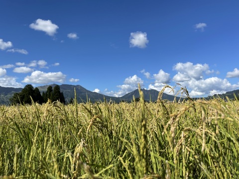 新米【星ヶ峰農園のあきげしき】白米(4.5㎏) <節減対象農薬８割減・節減対象化学肥料４割減の南阿蘇産米>