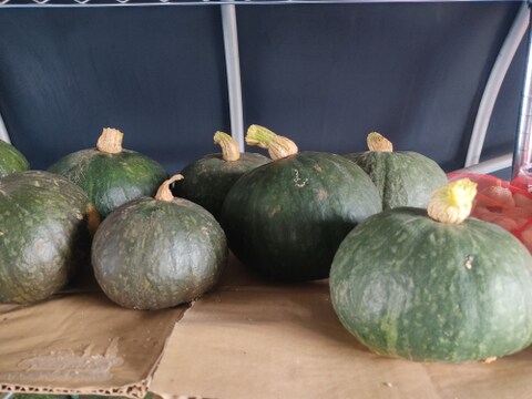 🎃たっぷり大容量！ほくほく甘く濃厚！太陽の恵みで育った「えびすカボチャ」約7～8kg（5〜7玉）｜煮物・天ぷら・スープにも｜農薬・化成肥料不使用🎃