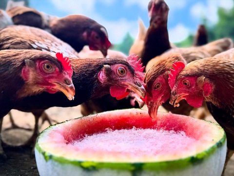 空と大地に見守られて、産まれる卵。-itadaki-甘くてコク深い、放牧鶏「暖鷄」の卵です。放牧卵itadaki/自然放牧【限定枠定期便】24個入