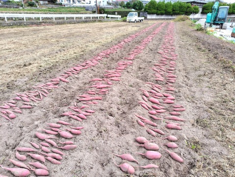 【訳ありＣ品】熟成不要のさつま芋「あまはづき10kg」（虫害・割れ・キズあり、極小～中サイズ、栽培期間中農薬・肥料不使用）