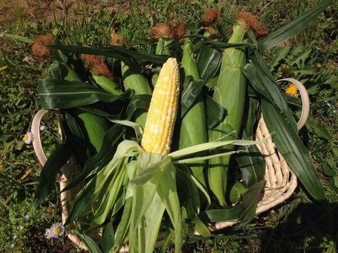 【2L(400g以上)6本入り】とうもろこし農家が本気で作ったドルチェドリーム！！【夏ギフト】