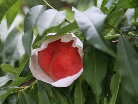 【2027年先行】【朝どれ】【夏ギフト】なつっこ｜かたくても甘い夏の定番桃　約4kg 約10~12玉
