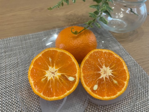 ご賞味あれ！ 濃厚なカラマンダリン【訳あり品、ご家庭用】 約5kg