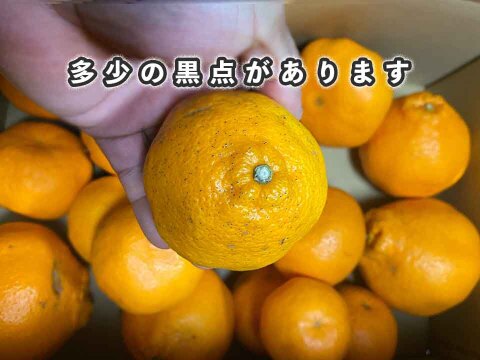【愛媛県中島産】プチプチ食感！はるみみかん！サイズ混合10kg