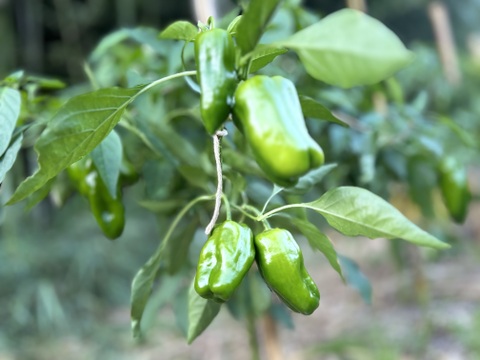 2024 農園おまかせ旬の自然栽培野菜セット