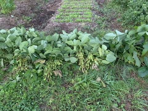 奥出雲産自然栽培丹波黒えだまめ(1kg)