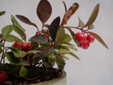 ミニ盆栽【チェッカーベリー × グレー陶器】高さ約17cm×横約19cm【夜市限定】