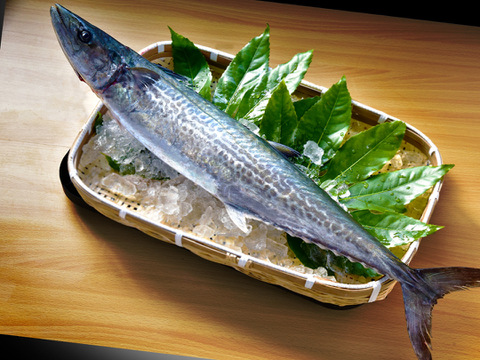 『天然サワラ』まるまる1尾2.8kg前後（処理前）