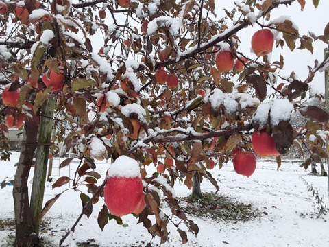 【超希少品種！栄紅（えいこう）】合格祈願りんご