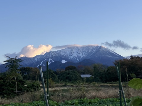 しっとり甘～い！大山育ち熟成紅はるか10キロ
