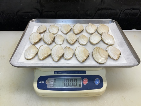 さらがい/白貝/アサリに近い安くて旨い貝/BBQ向き/500ｇ×2【冷凍】