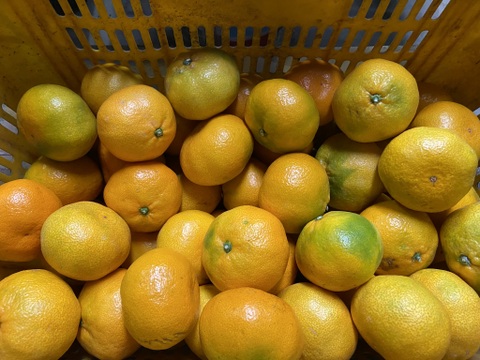 【１１月１８日～２３日収穫】ひとつで満足！【おおだま】早生ミカン”５kg”