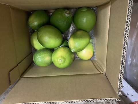 種がないレモン箱込約2㌔　1,000箱以上売れるレモン