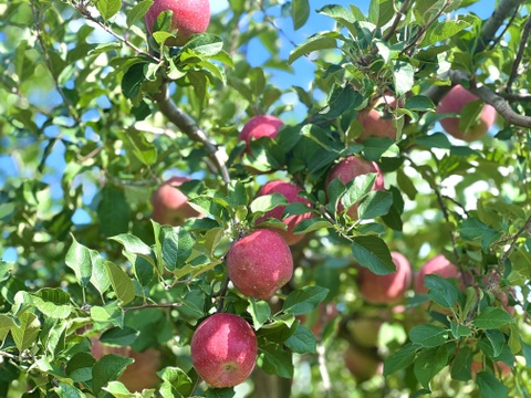 【初出品 青森県産サンふじ🍎】
家庭用 約１０kg

🔥先着100セット限定

まずは当園の味を知ってほしい！特別価格でご提供します！