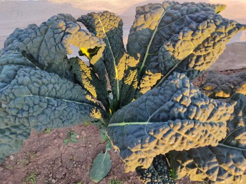 ✨農薬・化成肥料不使用の珍しい野菜カーボロネロ500g✨