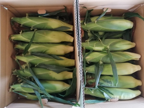 鮮度バツグン【朝採り】千葉県産とうもろこし
【味甘ちゃん】🉐2Lサイズ13本でお届け🉐当日発送