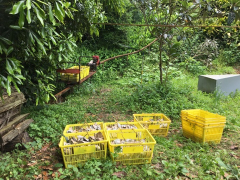 ＜訳あり＞味は一級品！6月発送 初夏の味覚農家直送！房州ブランド房州びわ１キロ袋びわ