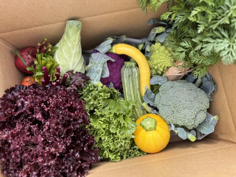 【北海道から旬の野菜を直送】季節の彩り野菜セット　Sサイズ