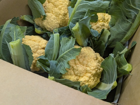 （８個）オレンジカリフラワー