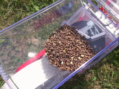 子供から大人、全ての生き物に安心を…自然栽培天日干しひきわりハトムギ【２００ｇ】