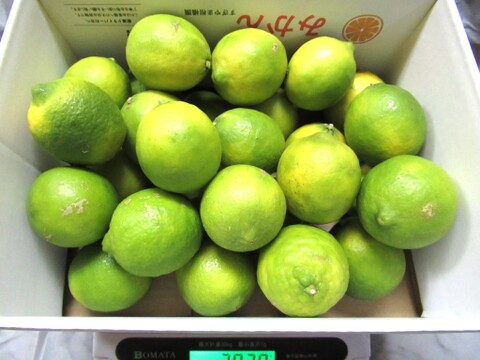 爽やかな香りで果汁たっぷり！ライム　2㎏　静岡県より産地直送