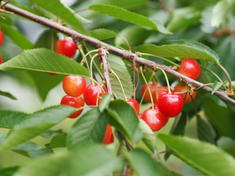 1kg★名和果樹園の訳あり家庭用佐藤錦【クール便】山形県東根市産さくらんぼ★産地直送お取り寄せ通販★予約商品