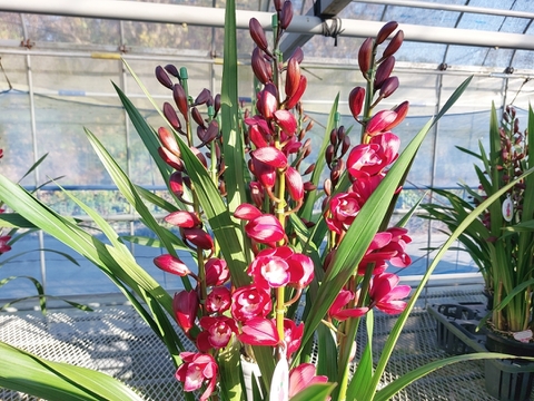 【年末予約用】陶器鉢入シンビジウム（５本立)