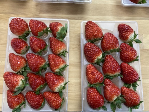 家庭用　訳あり　古都華　奈良県　奈良県　橋本農園　ことか　270g×2パック　いちご　苺　【母の日ギフト】