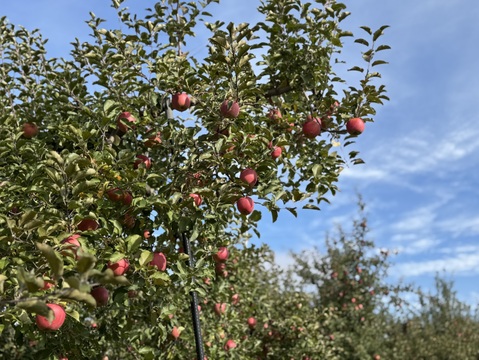 【ご予約】濃厚&ジューシーなのにもったいない家庭用　サンふじ　５㎏　F-wk5